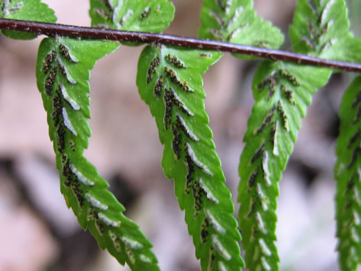 image of Asplenium platyneuron, Ebony Spleenwort