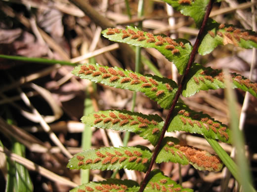 image of Asplenium platyneuron, Ebony Spleenwort