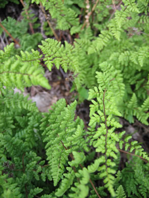 image of Myriopteris lanosa, Hairy Lipfern