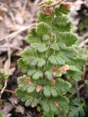 image of Myriopteris lanosa, Hairy Lipfern