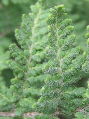 image of Myriopteris tomentosa, Woolly Lipfern