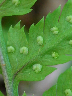 image of Dryopteris carthusiana, Spinulose Woodfern, Toothed Woodfern