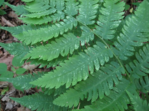 image of Dryopteris goldieana, Goldie's Woodfern