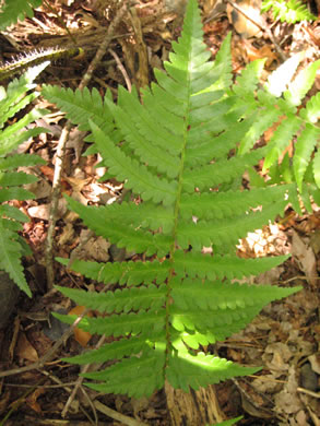 image of Dryopteris ludoviciana, Southern Woodfern, Southern Shield-fern