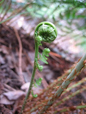 image of Dryopteris marginalis, Marginal Woodfern, Marginal Shield-fern