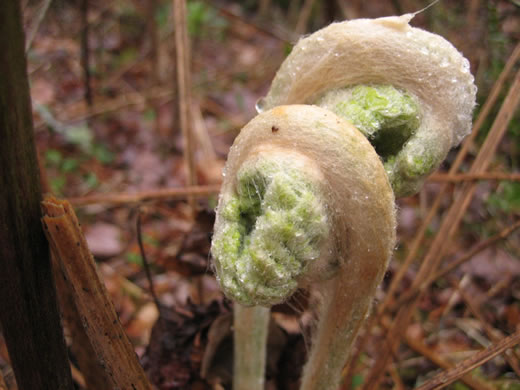 image of Osmundastrum cinnamomeum, Cinnamon Fern