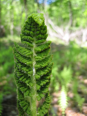 image of Osmundastrum cinnamomeum, Cinnamon Fern