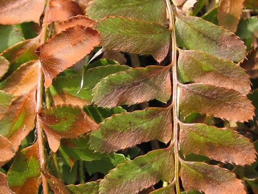 image of Polystichum acrostichoides, Christmas Fern