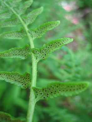 image of Polystichum acrostichoides, Christmas Fern