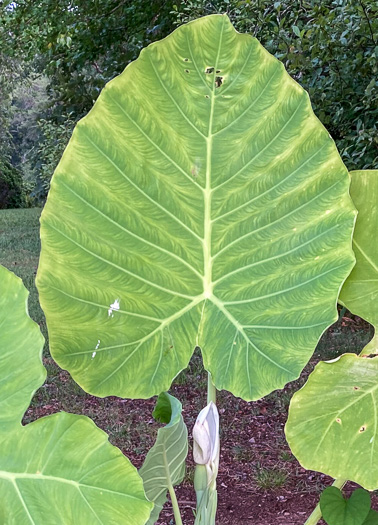 image of Colocasia gigantea, Giant Elephant's-ear, Indian Taro