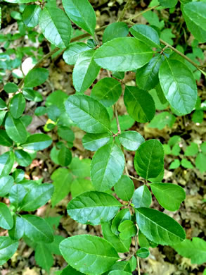 image of Forestiera ligustrina, Glade Forestiera, Southern-privet