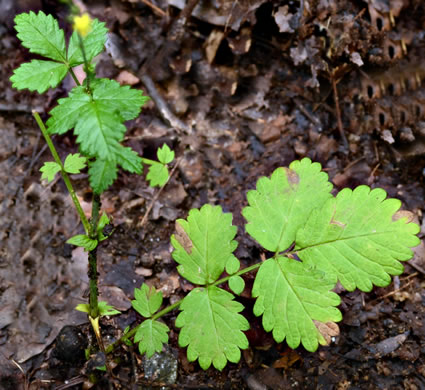 Agrimonia rostellata, Woodland Agrimony