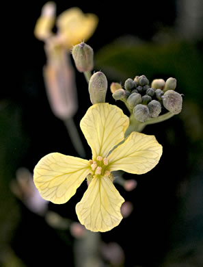 image of Raphanus raphanistrum ssp. raphanistrum, Wild Radish, Jointed Charlock, White Charlock