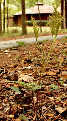 image of Sceptridium biternatum, Southern Grapefern