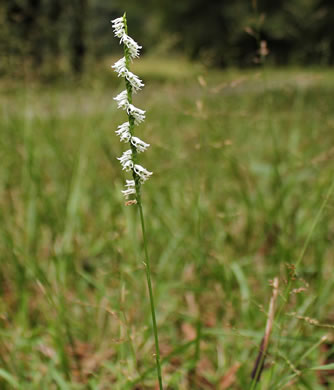 image of Spiranthes lacera var. gracilis, Southern Slender Ladies'-tresses