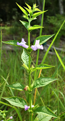 Mimulus alatus, Winged Monkeyflower, Sharpwing Monkeyflower