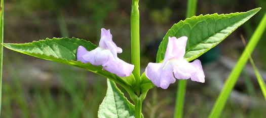 Mimulus alatus, Winged Monkeyflower, Sharpwing Monkeyflower