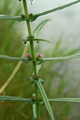 image of Ammannia coccinea, Red Toothcup, Scarlet Toothcup, valley redstem