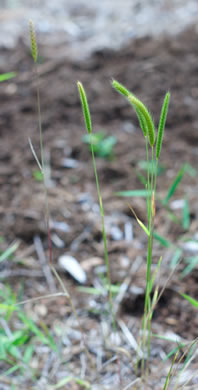 image of Hordeum pusillum, Little Barley