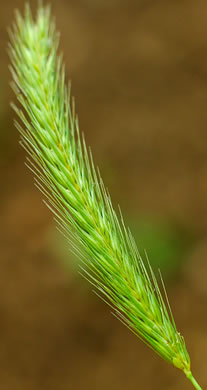 image of Hordeum pusillum, Little Barley