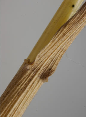 image of Hordeum pusillum, Little Barley