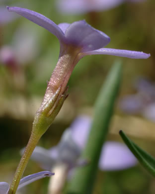 image of Houstonia pusilla, Tiny Bluet, Small Bluet