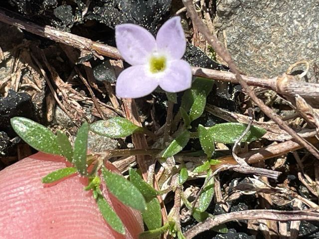 image of Houstonia rosea, Rose Bluet, Pygmy Bluet