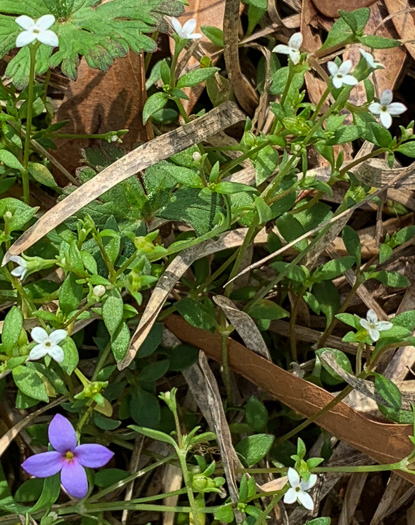 image of Houstonia micrantha, Southern Bluet