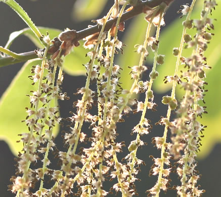 image of Quercus nigra, Water Oak, Paddle Oak