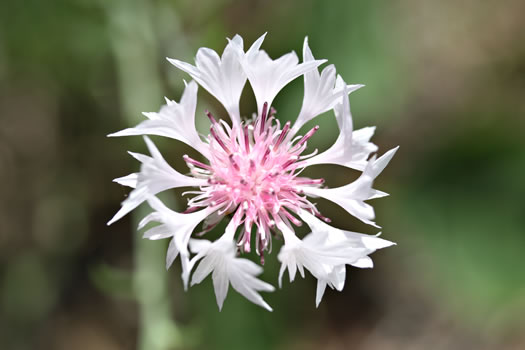 image of Cyanus segetum, Bachelor's Buttons, Cornflower