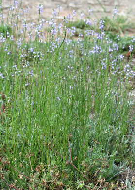 image of Linaria canadensis, Oldfield Toadflax, Common Toadflax, Canada Toadflax