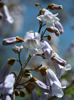 image of Paulownia tomentosa, Princess Tree, Empress Tree, Royal Paulownia