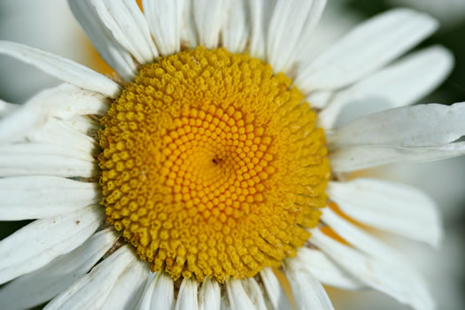 image of Leucanthemum vulgare, Oxeye Daisy, Common Daisy