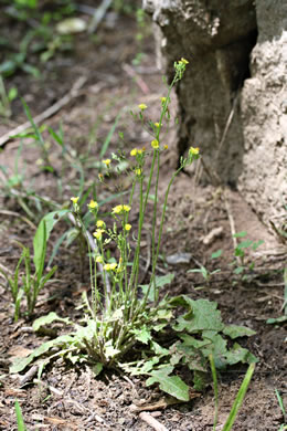 image of Youngia japonica, Asiatic Hawksbeard, Youngia, Japanese Crepis, Oriental False Hawksbeard