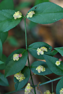 image of Euonymus americanus, Hearts-a-bustin', Strawberry-bush