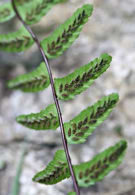 image of Asplenium platyneuron, Ebony Spleenwort