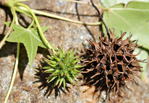 image of Liquidambar styraciflua, Sweetgum