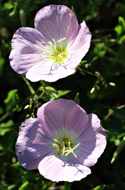 image of Oenothera speciosa, Showy Evening Primrose, White Evening Primrose, Pink-ladies, Pink Evening Primrose