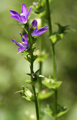 image of Triodanis perfoliata, Clasping Venus's Looking-glass