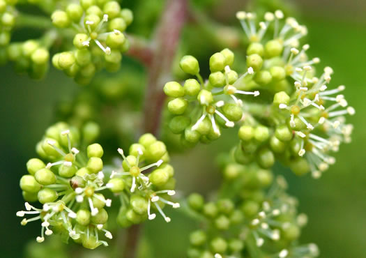 image of Vitis baileyana, Possum Grape