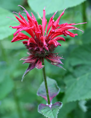 image of Monarda didyma, Scarlet Beebalm, Oswego Tea