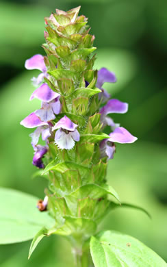 image of Prunella vulgaris var. vulgaris, Eurasian Self-heal, Eurasian Heal-all