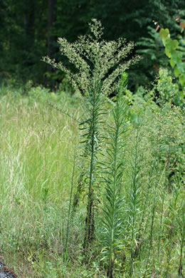 image of Erigeron canadensis, Common Horseweed