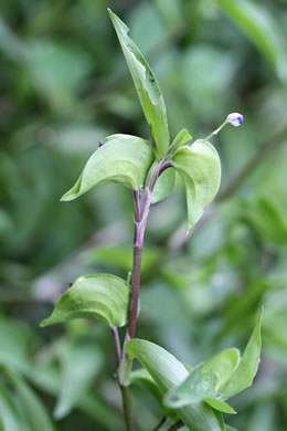 spathe