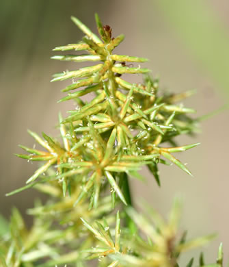 image of Cyperus strigosus var. strigosus, False Nutsedge, Straw Flatsedge, Straw-colored Flatsedge