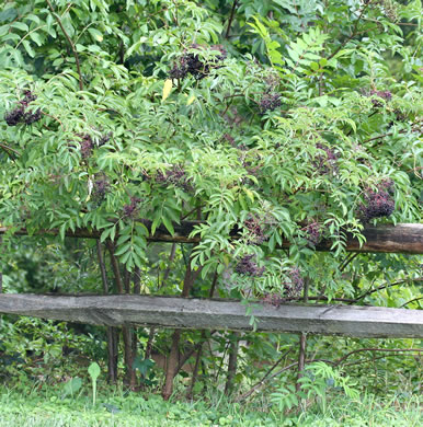 image of Sambucus canadensis, Common Elderberry, American Elder