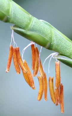 image of Tripsacum dactyloides var. dactyloides, Gama Grass, Eastern Gamagrass