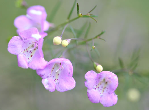 image of Agalinis tenuifolia, Common Gerardia, Slenderleaf Agalinis, Slender False Foxglove, Slender Gerardia