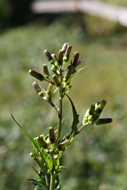 image of Erechtites hieraciifolius, Fireweed, American Burnweed, Pilewort