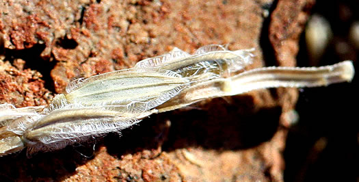 image of Digitaria sanguinalis, Hairy Crabgrass, Northern Crabgrass